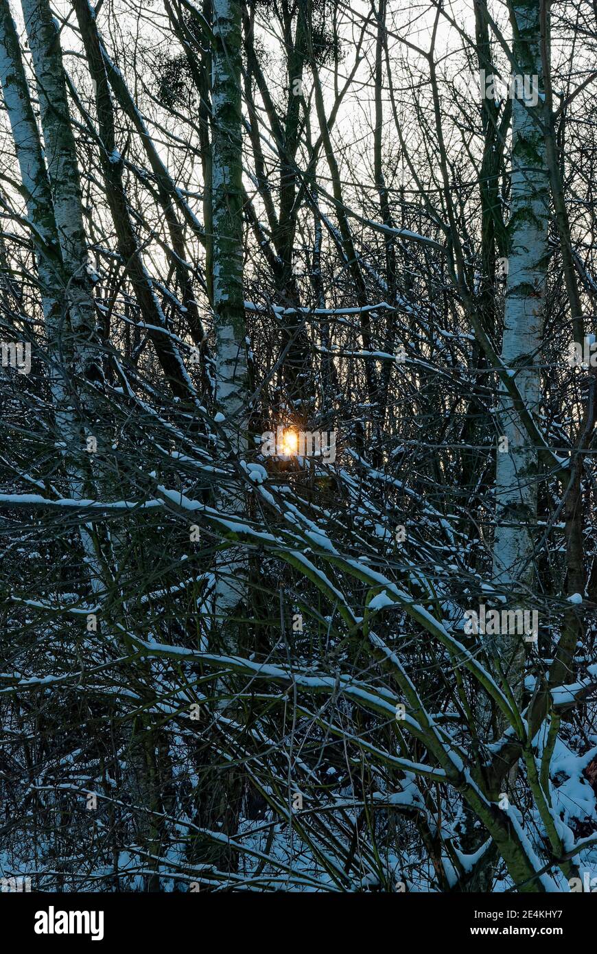 forêt dense d'hiver au coucher du soleil - le soleil se brise la forêt enneigée Banque D'Images