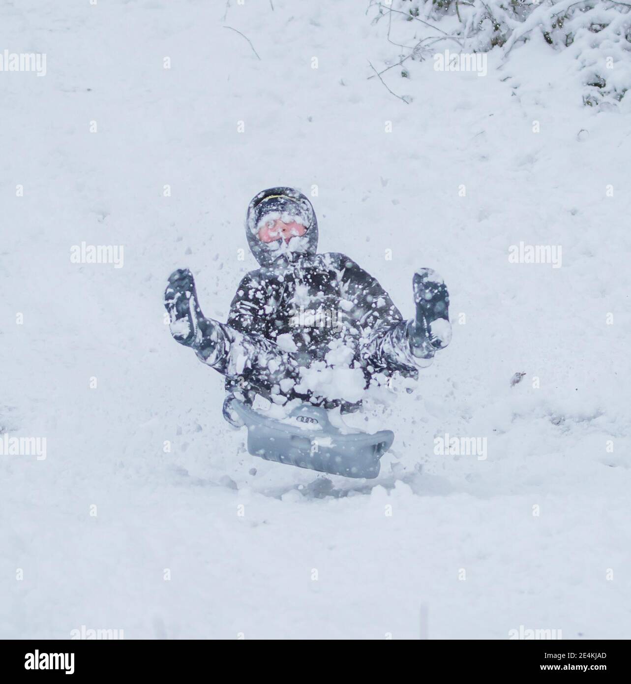 Kidderminster, Royaume-Uni. 24 janvier 2021. Météo au Royaume-Uni : les chutes de neige en début de matinée surpassent les habitants des Midlands avec de la neige épaisse, provoquant une couverture blanche en hiver entre 8 h et 10 h. Jackson est en traîneau avec sa sœur, Amber, photographiée ici avec des jambes en l'air comme il frappe un sol plutôt bosselé! Crédit : Lee Hudson/Alay Live News Banque D'Images