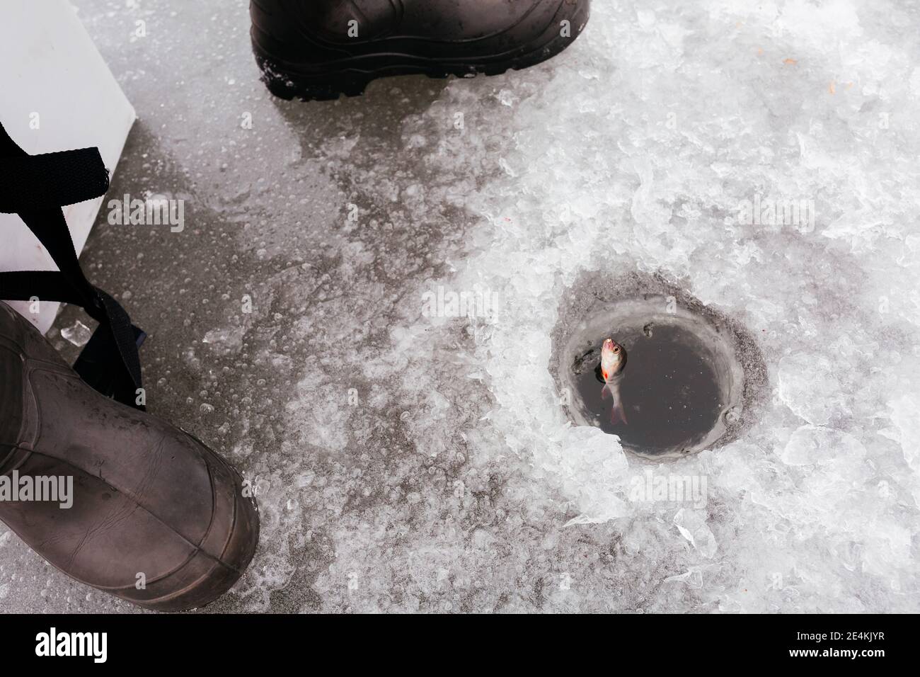 Poisson tiré à travers la glace pendant la pêche sur glace. Tirer le poisson pêché d'un trou dans la pêche d'hiver. Arrière-plan Banque D'Images