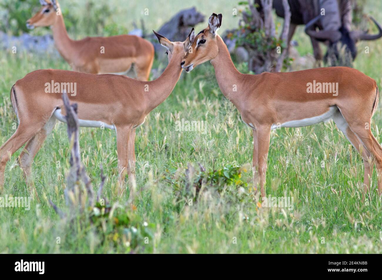 Impala (Aepyceros melampus). Deux femmes, en profil approchant l'une l'autre invitation à toiletter l'une pour l'autre. Soin du pelage. Collage. Botswana. Banque D'Images