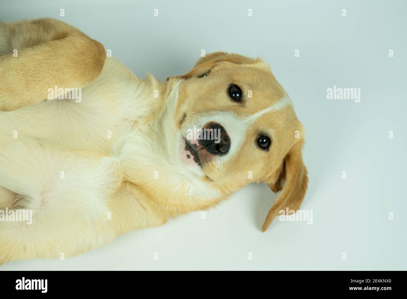 Portrait d'un chien croisé Labrador Retriever chiot couché sur le dos, regardant vers le haut. Avec un fond blanc Banque D'Images