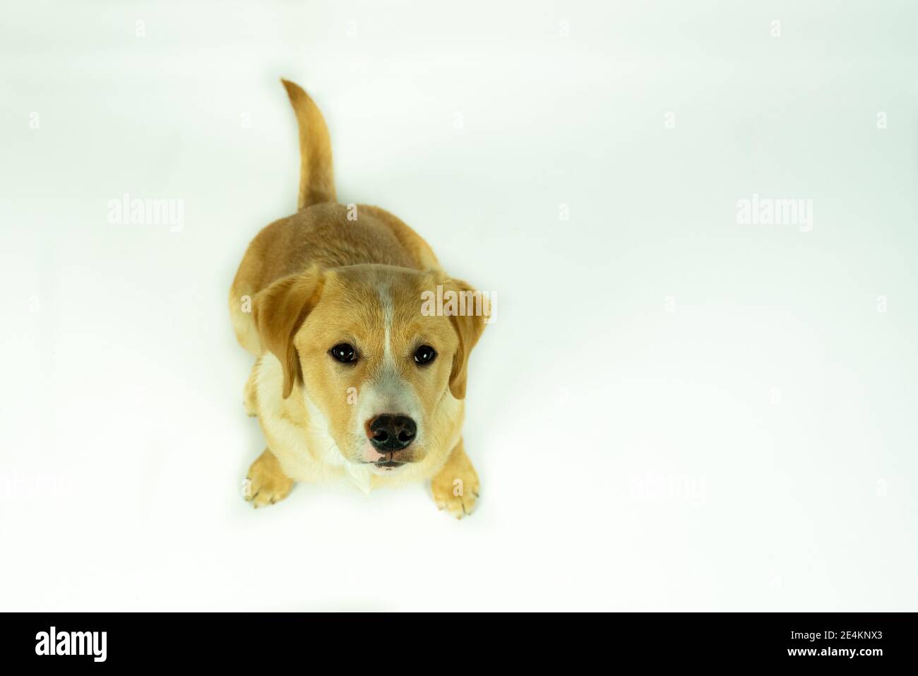 Portrait d'un chien croisé Labrador Retriever chiot assis, regardant vers le haut. Avec un fond blanc Banque D'Images