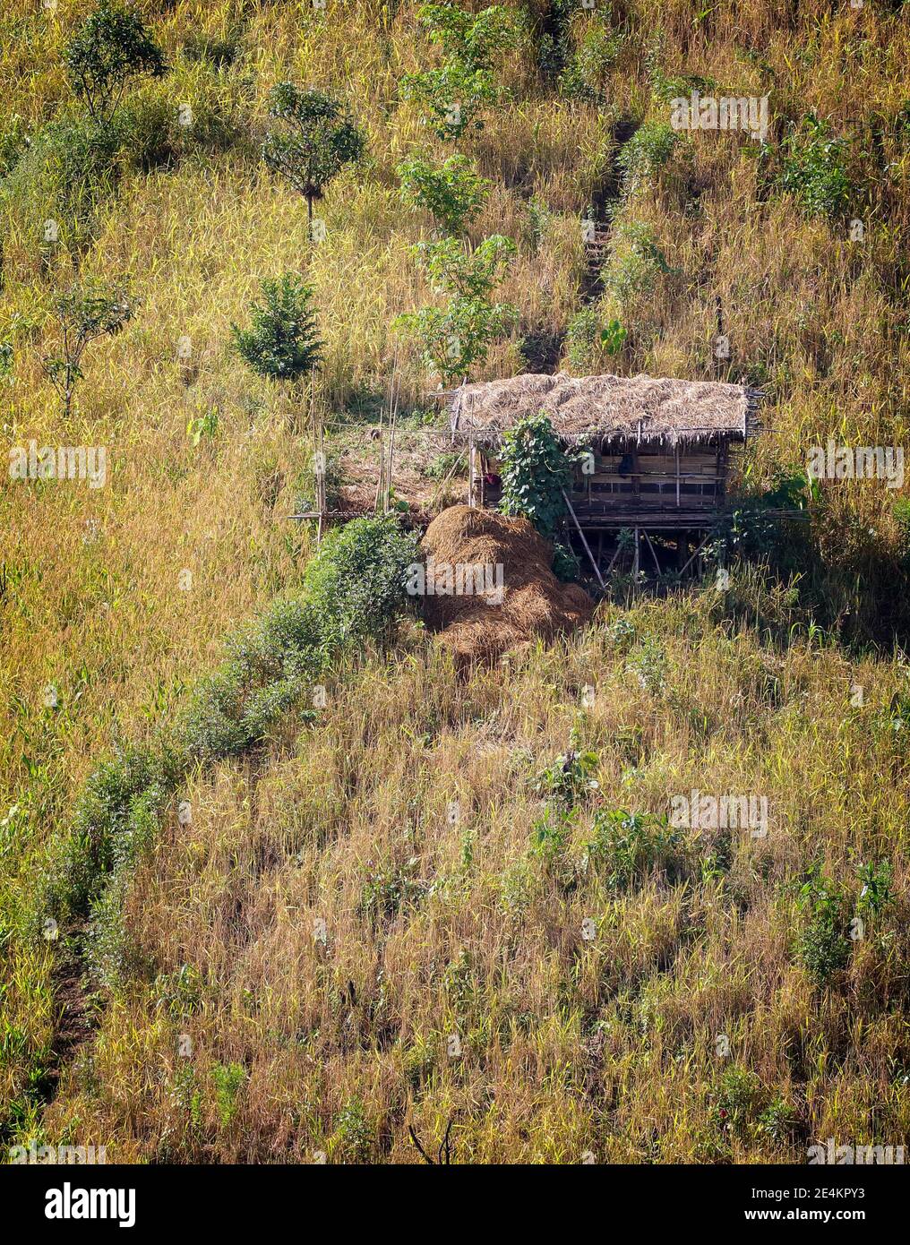 Culture du jhum à Bandarban, Bangladesh. Banque D'Images