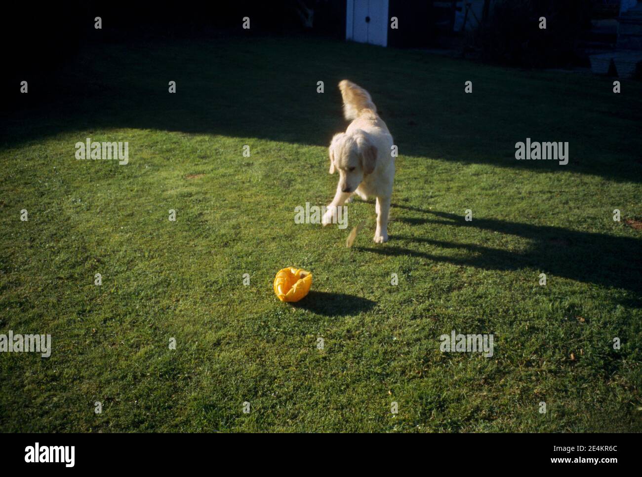 Golden Retriever jouant avec ball dans le jardin Banque D'Images