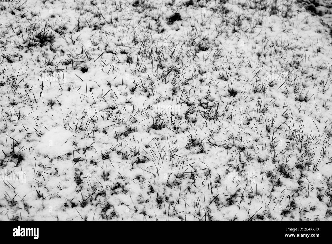 Epsom Surrey, Londres, Royaume-Uni, janvier 24 2021, hiver neige chute à l'occasion D'UNE journée de Winters alors qu'un Blaste arctique traverse la partie sud de l'Angleterre Banque D'Images