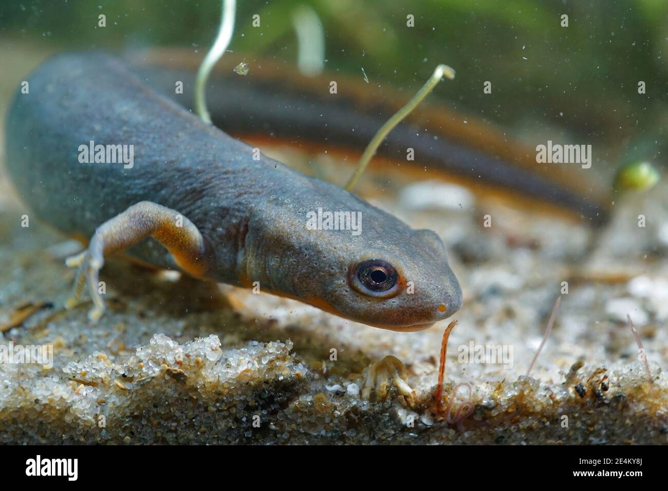 Gros plan de la rare Fuding incendie ventre newt , Cynops fudingensis Banque D'Images