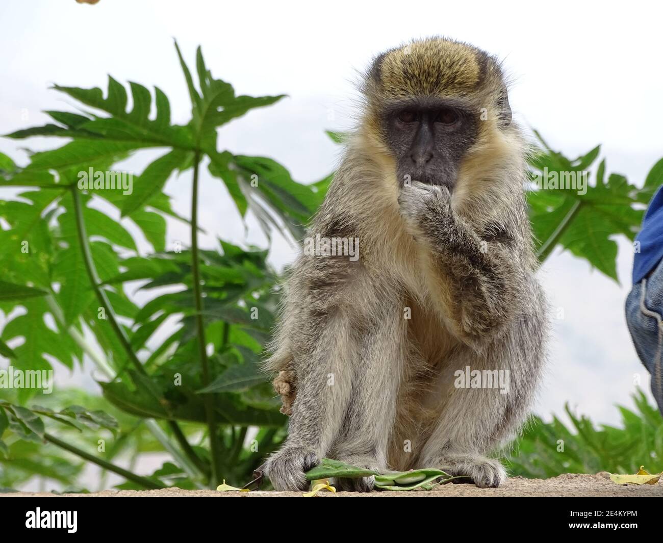 Monkey, assis et manger, Cap-Vert, île de Santo Antao, balade. Banque D'Images