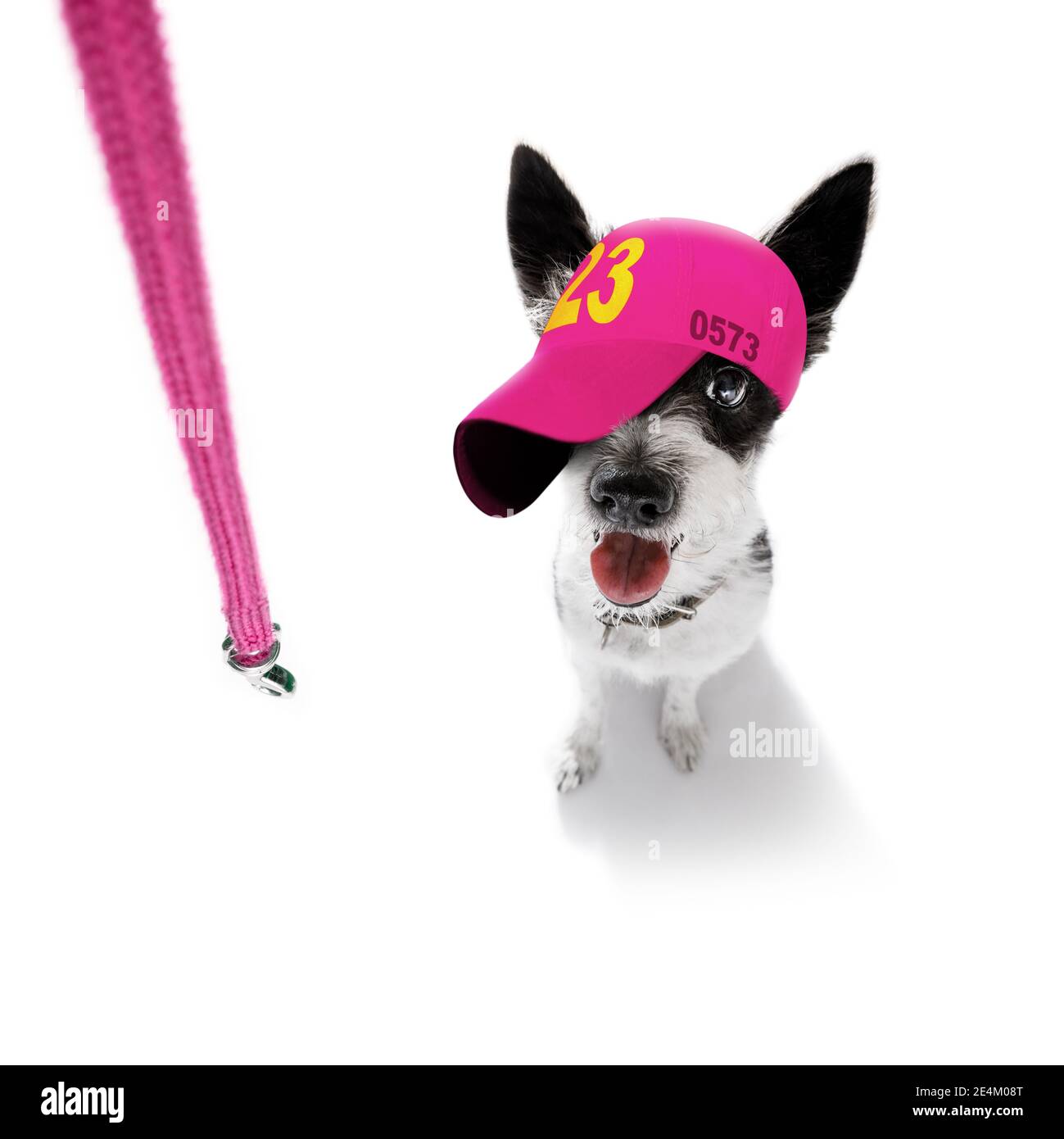 cool look décontracté chien poodle portant une casquette ou un chapeau de baseball , sportif et de la tenue , prêt pour une marche et la laisse Banque D'Images