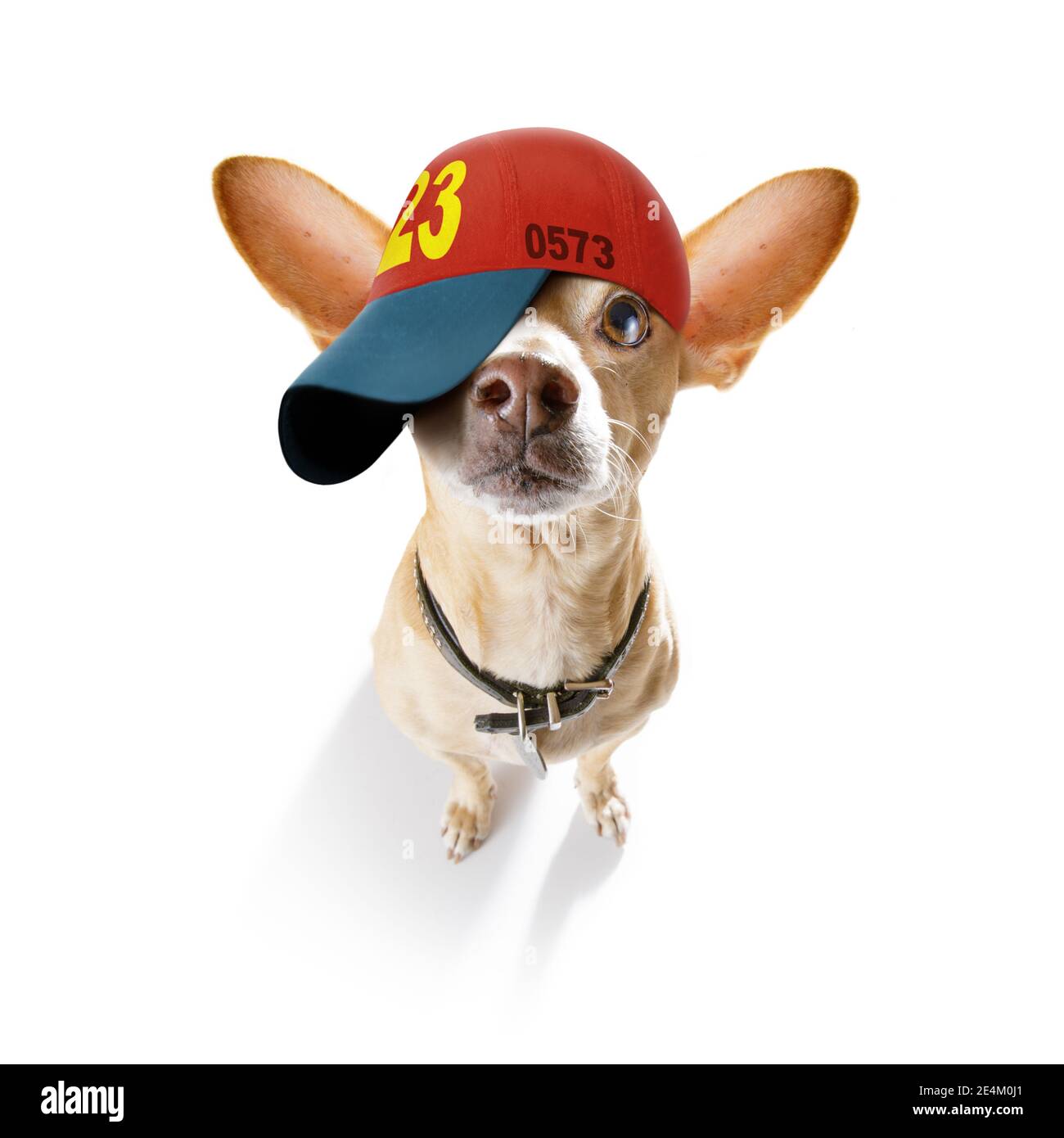 cool look décontracté chien chihuahua portant une casquette ou un chapeau  de baseball , sportif et ajusté , isolé sur fond blanc Photo Stock - Alamy