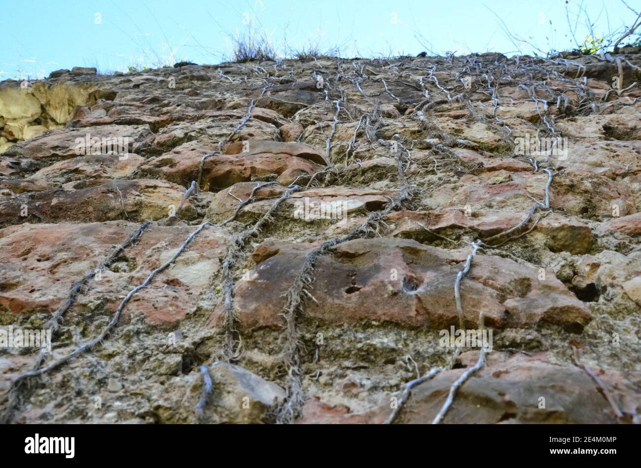 Les racines des plantes de vigne sont enstiinées sur un mur de pierre. Banque D'Images