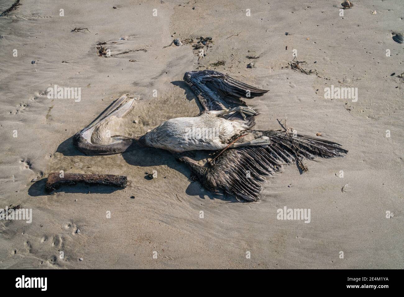 Gros plan sur le pélican mort sur la plage Banque D'Images