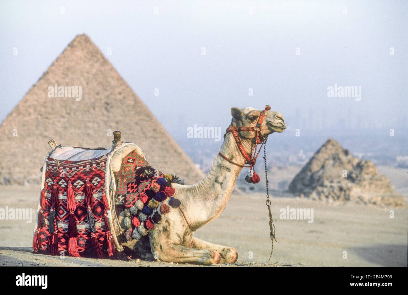 Vue emblématique de chameau et de pyramide à Giza le Caire Egypte Banque D'Images