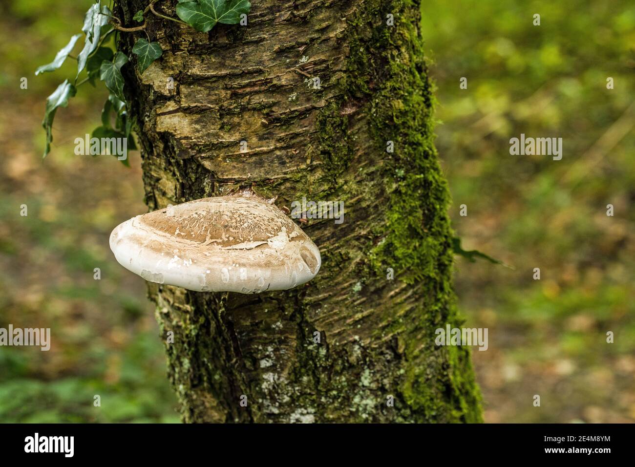 Bouleau Polypore sur les Birch argentés dans les bois Banque D'Images