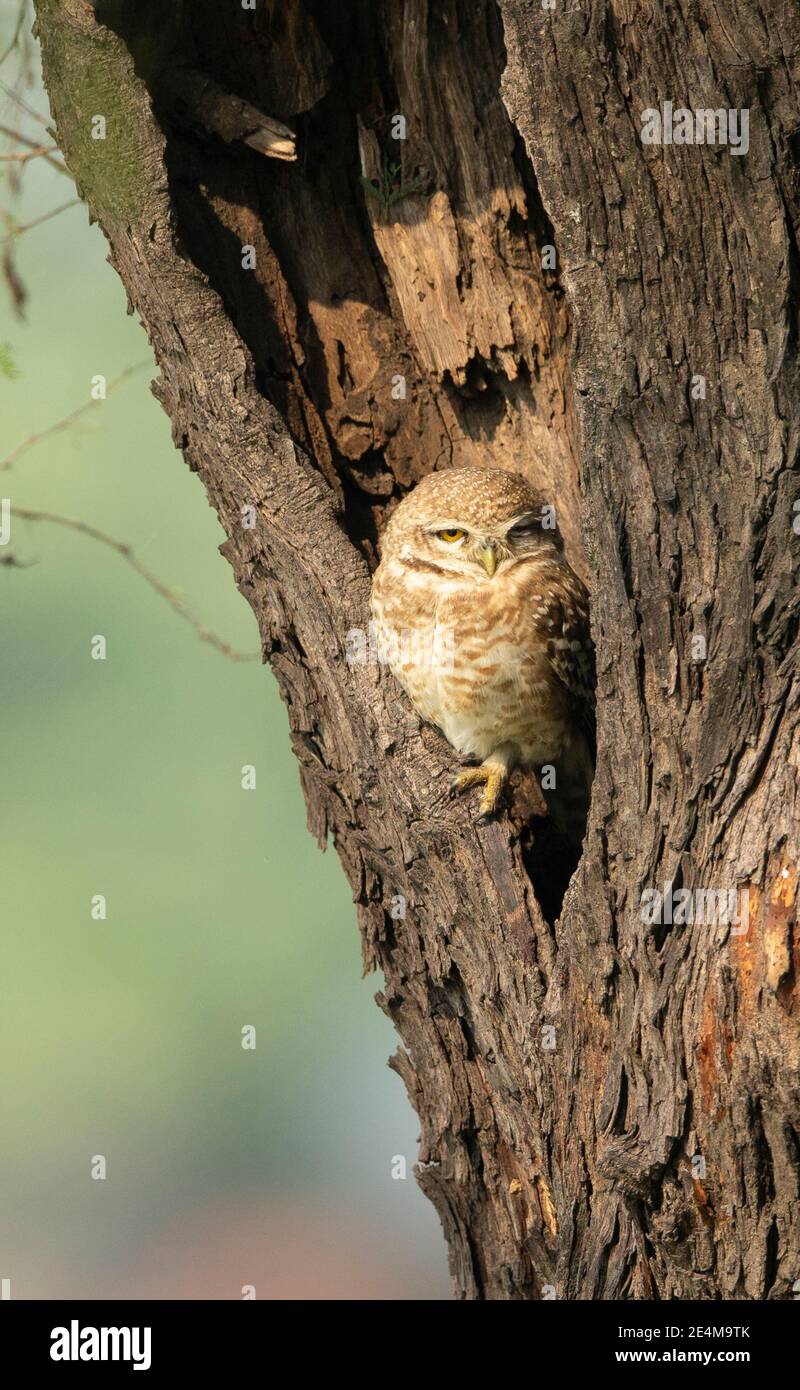 La chouette tachetée (Athene brama) nichée dans un nœud d'arbre Banque D'Images