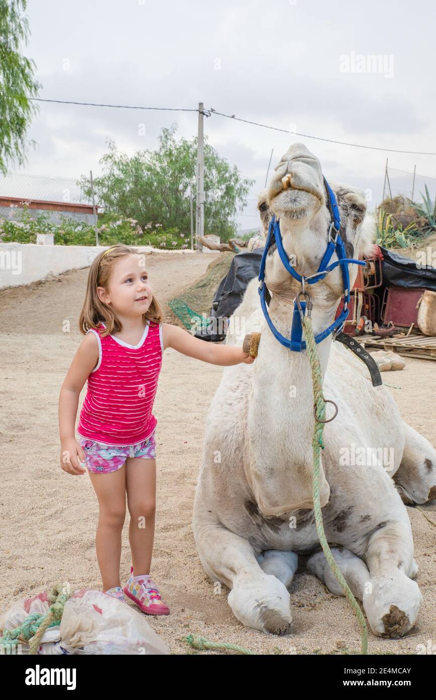 petite fille de cinq ans mignonne se brossant dromadaire avec un pinceau,  chameau assis à la campagne l'été Photo Stock - Alamy