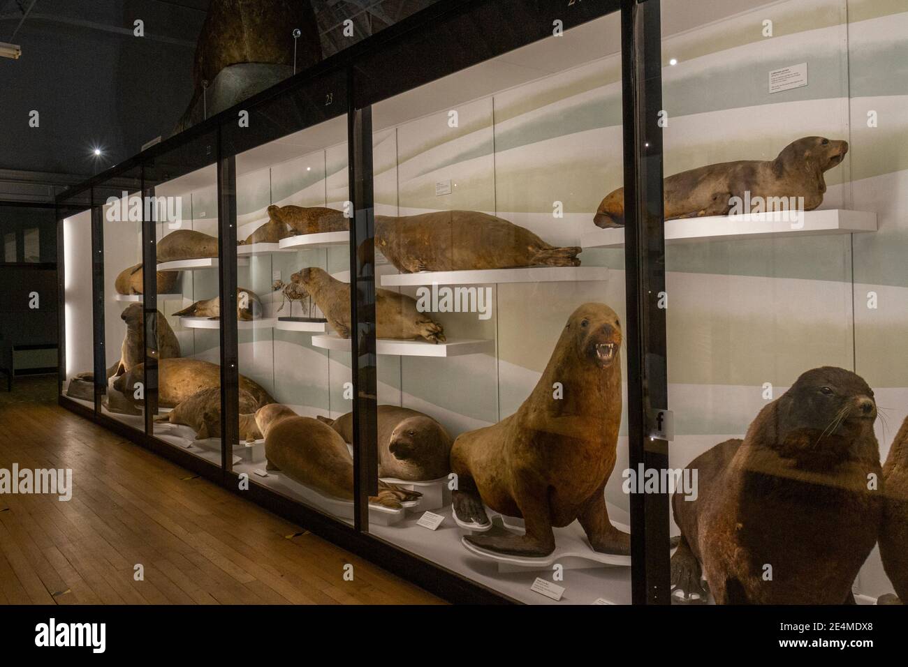 Vue générale du Musée d'Histoire naturelle de Tring, Herts, Royaume-Uni. Il contient les plus belles collections de mammifères, d'oiseaux, de reptiles et d'insectes farcis. Banque D'Images
