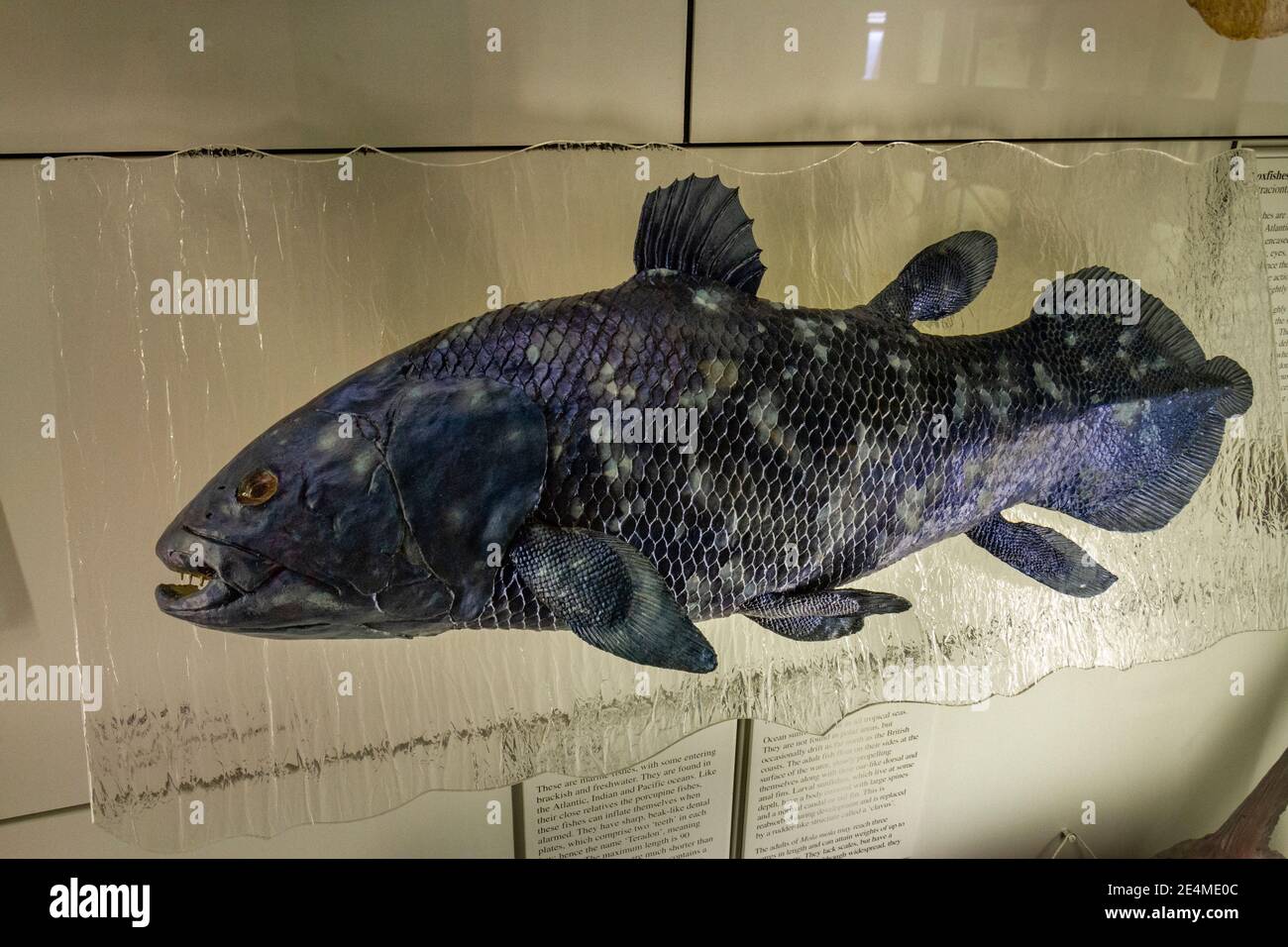 Un coelacanthe conservé (Latimeria chalumnae) exposé au Musée d'Histoire naturelle de Tring, Herts, Royaume-Uni. Banque D'Images