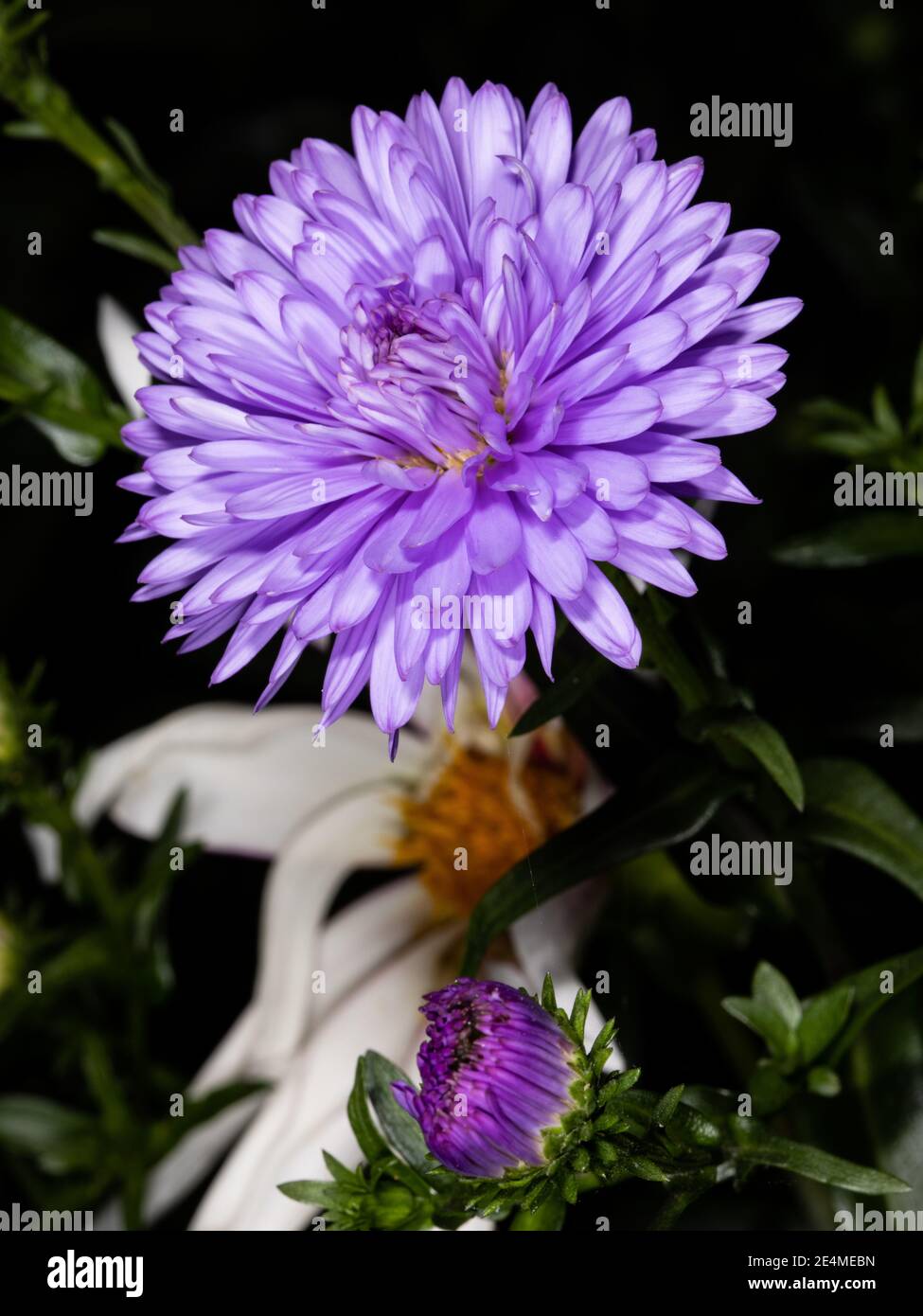 Aster amellus, la Marguerite européenne de Michaelmas Banque D'Images