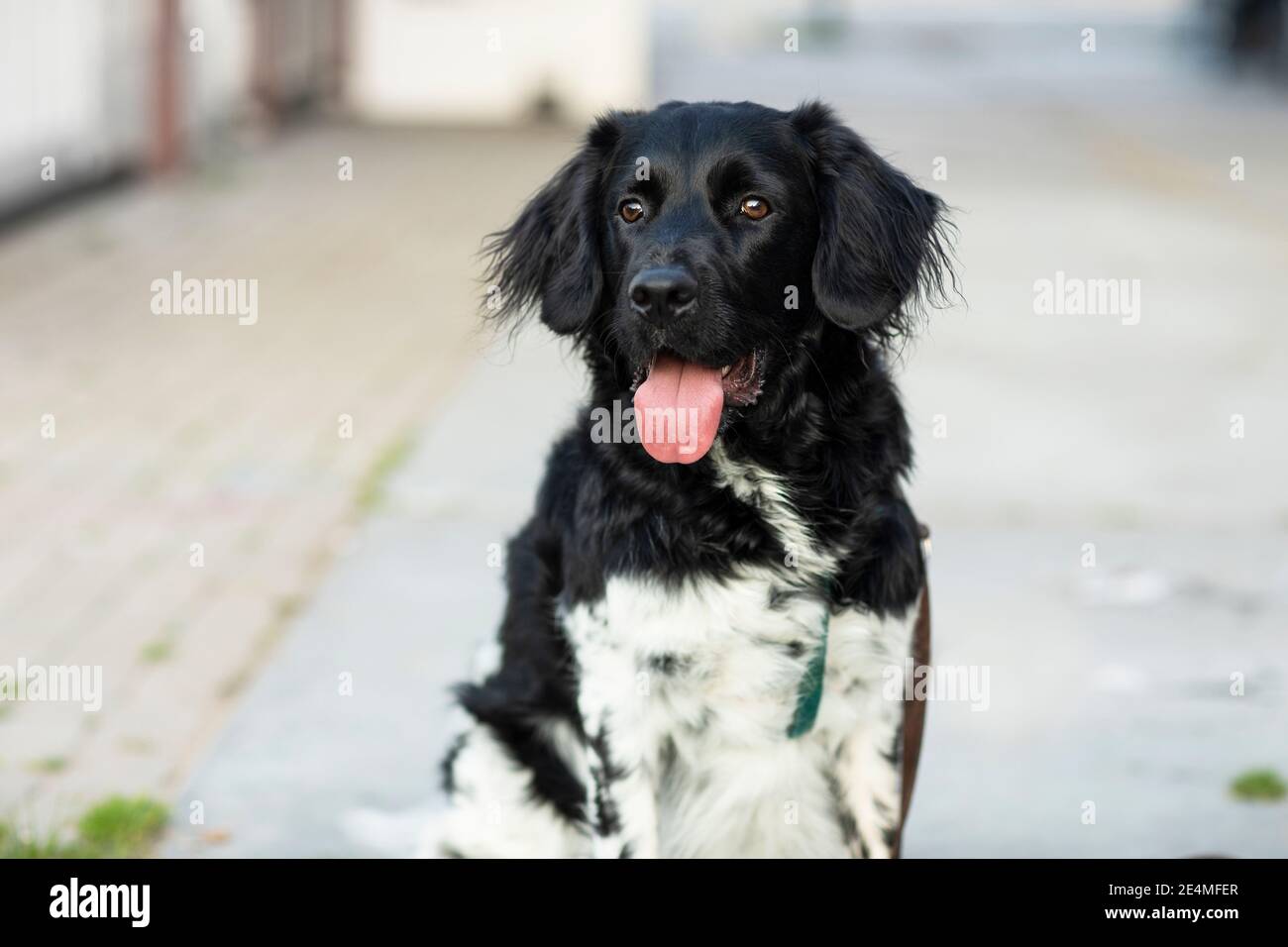 Chien tacheté noir et blanc Banque de photographies et d’images à haute résolution Alamy Chien tacheté noir et blanc Banque de photographies et d’images à haute résolution Alamy