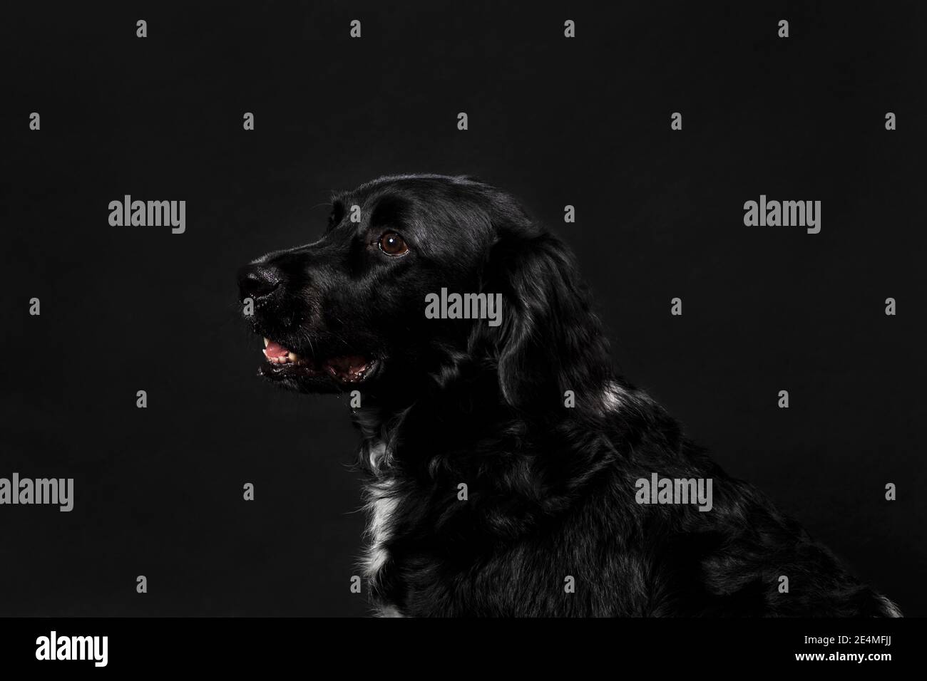 Portrait d'un adorable chien noir atbyhoun regardant à gauche, tourné sur un fond noir. Chien adulte avec un pelage brillant, prise de vue horizontale en studio Banque D'Images