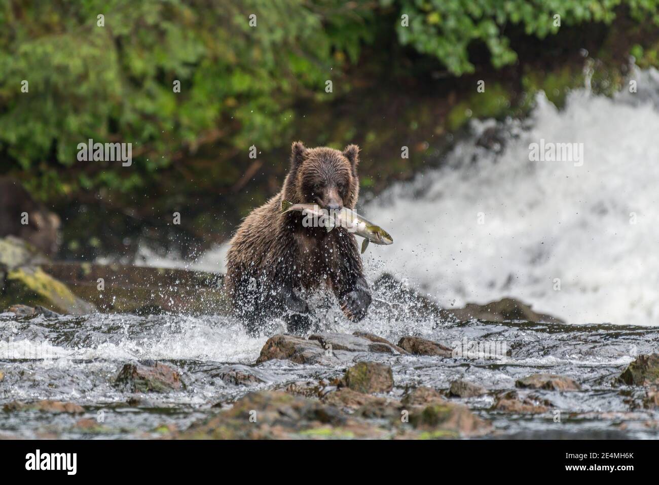 Un ours brun (Ursus arctos) traversant une rivière transportant un saumon dans sa bouche en Alaska. Banque D'Images