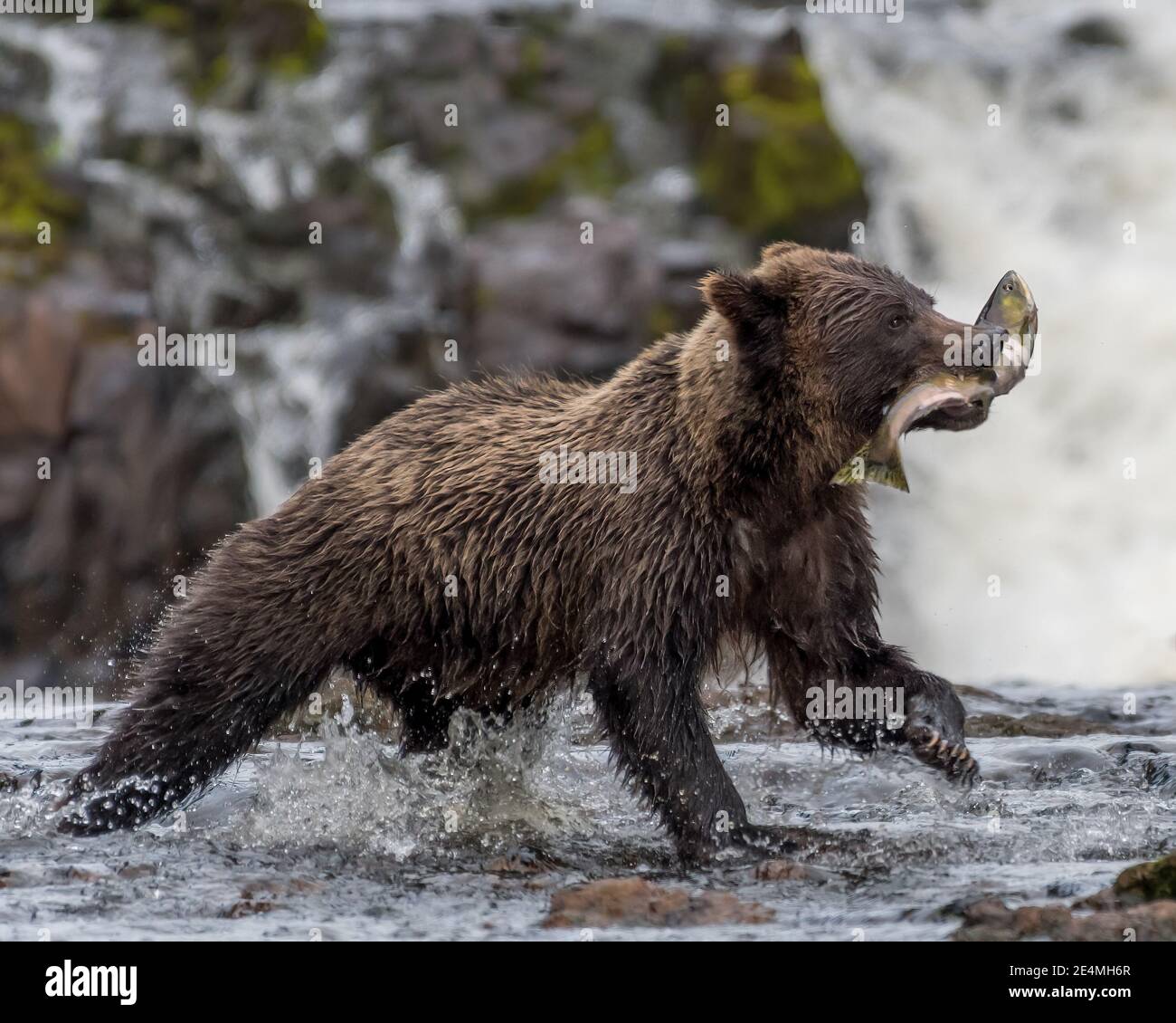 Un ours brun (Ursus arctos) traversant une rivière transportant un saumon dans sa bouche en Alaska. Banque D'Images