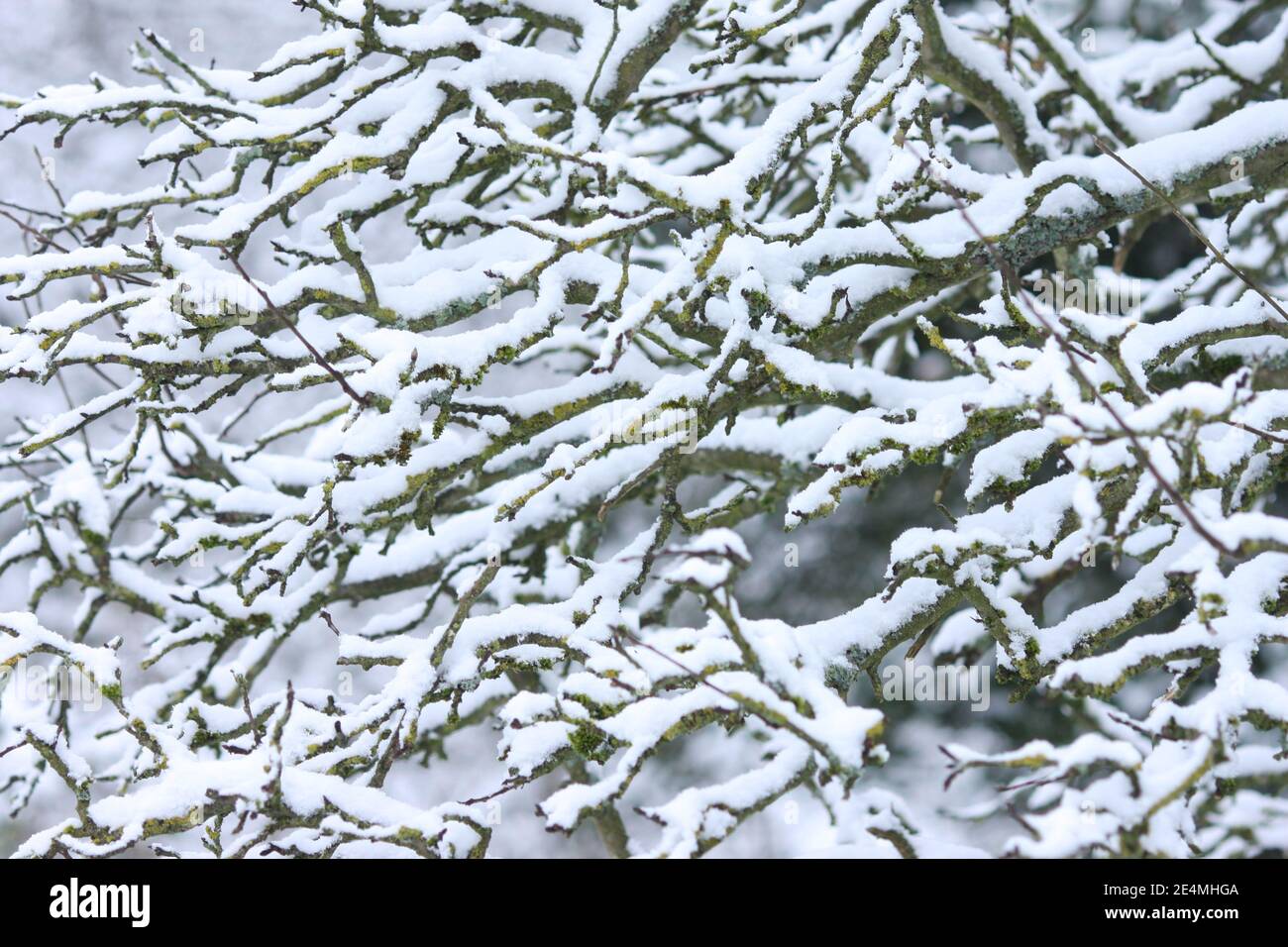 Neige reposant sur des branches de pommier, Angleterre, Royaume-Uni Banque D'Images
