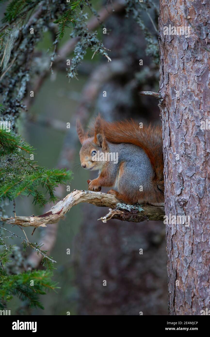 Écureuil rouge eurasien Sciurus vulgaris dans son manteau d'hiver La branche sur un pin en Norvège Banque D'Images
