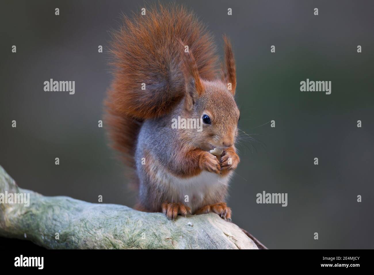 Écureuil rouge Sciurus vulgaris avec un manteau d'hiver bushy et les tiges d'oreille s'grignotant à un écrou sur une branche d'arbre En Norvège Banque D'Images
