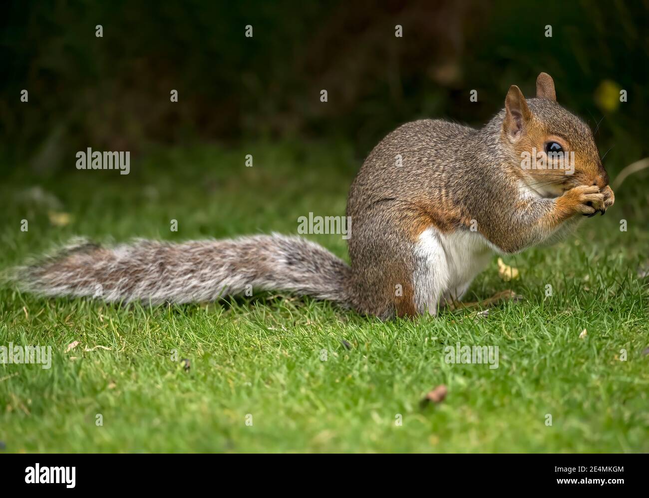 Écureuil gris, gros plan, mangeant des noix sur l'herbe en Écosse en automne Banque D'Images