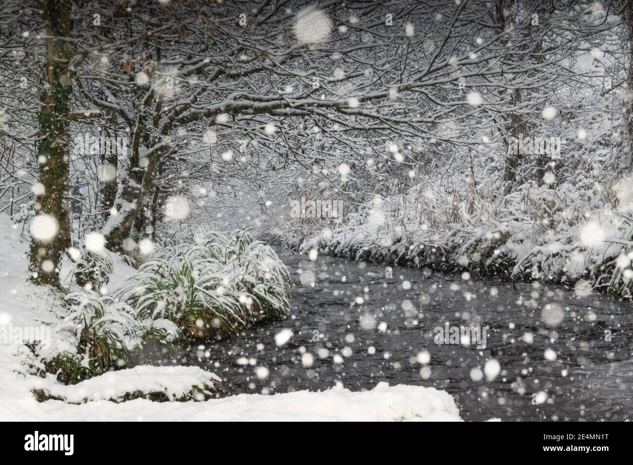 Arbres neigeux et petite rivière dans le parc d'hiver pendant chute de neige Banque D'Images