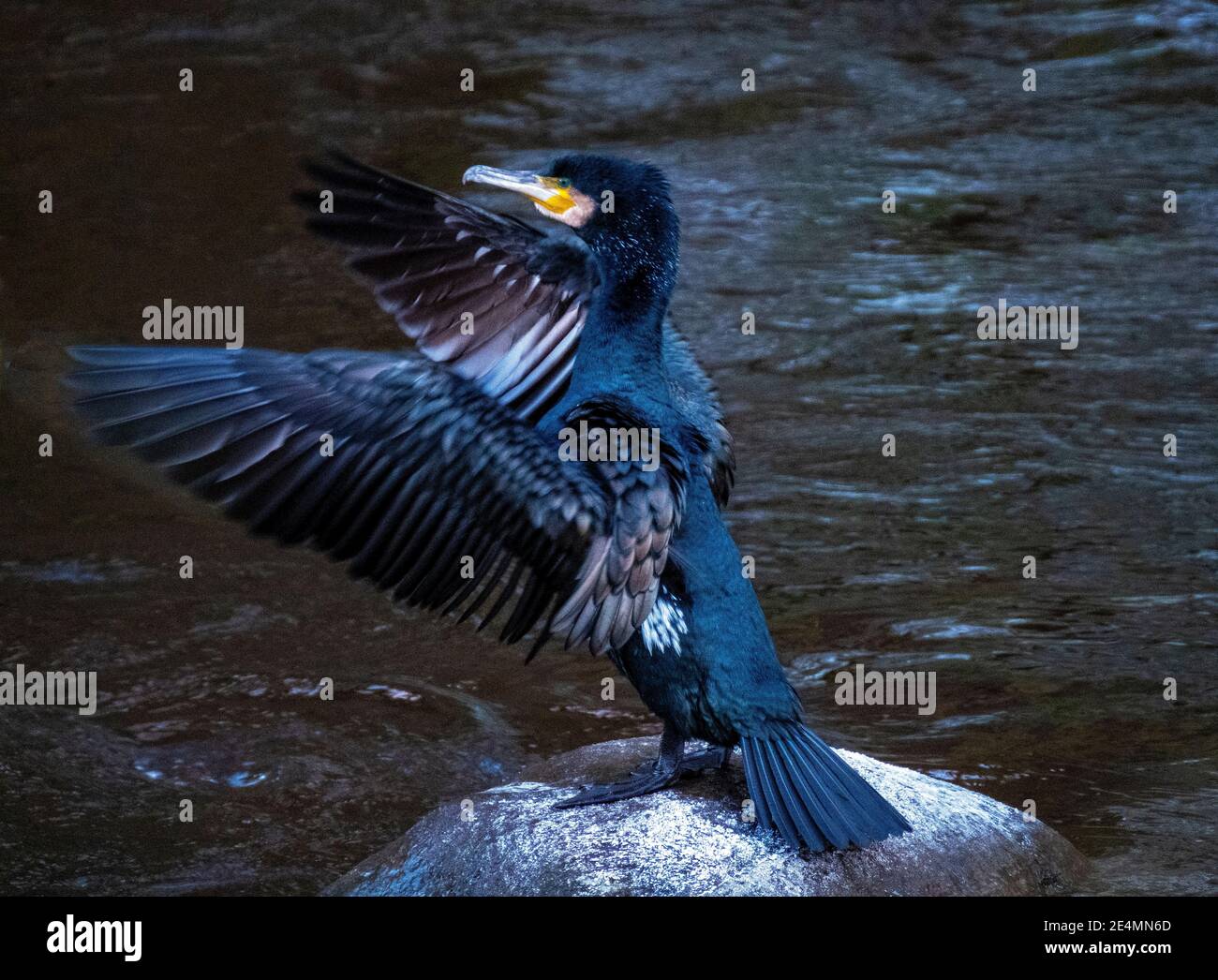 Cormorant (Phalacrocorax carbo) perché sur une pierre dans la rivière Almond en train de sécher ses ailes, Almondell Country Park, West Lothian. Banque D'Images