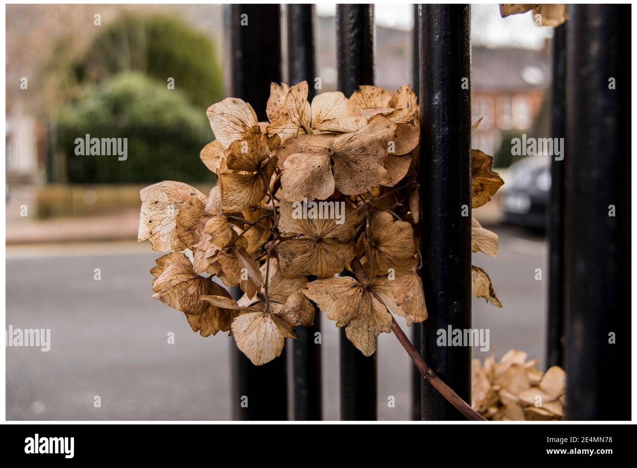 Tête d'hortensia séchée à travers les rampes en fer forgé Banque D'Images