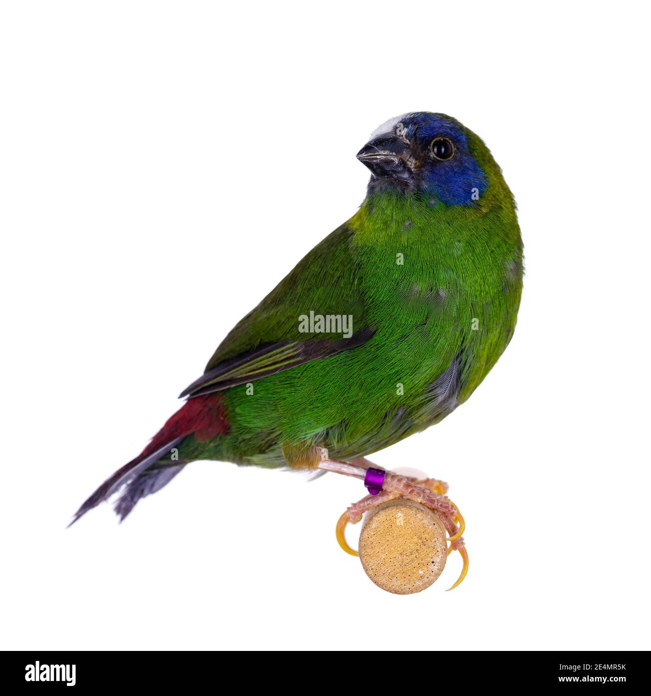 Parrotfinch bleu alias Erythrura trichroa birs, assis sur une branche en bois. Isolé sur fond blanc Banque D'Images