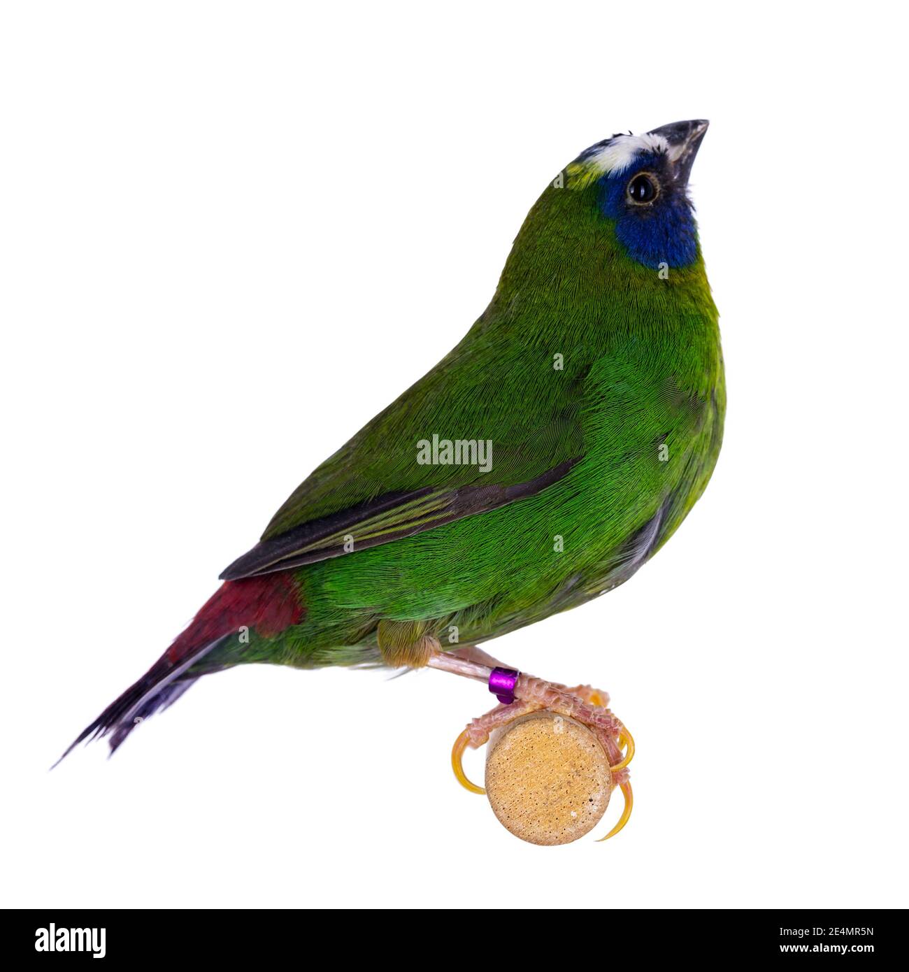 Parrotfinch bleu alias Erythrura trichroa birs, assis sur une branche en bois. Isolé sur fond blanc Banque D'Images