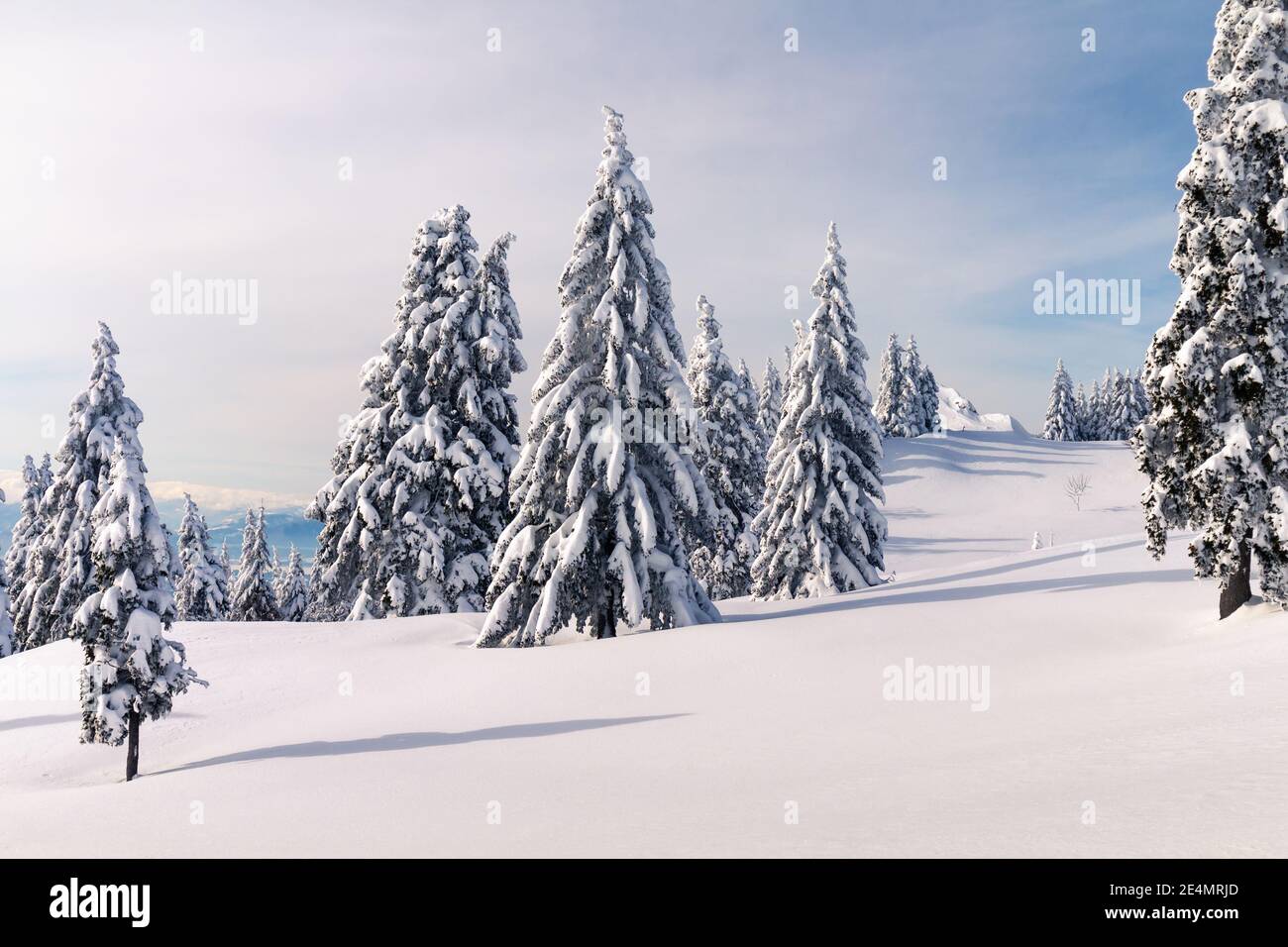 Paysage d'hiver avec des pins enneigés dans les montagnes. Ciel bleu clair avec lumière du soleil. Banque D'Images