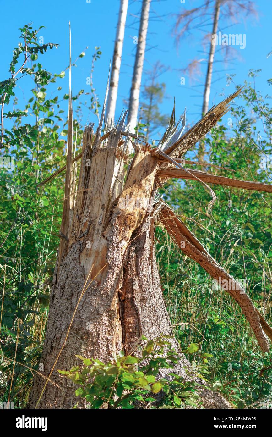 Un tronc d'arbre brisé qui s'est brisé Banque D'Images