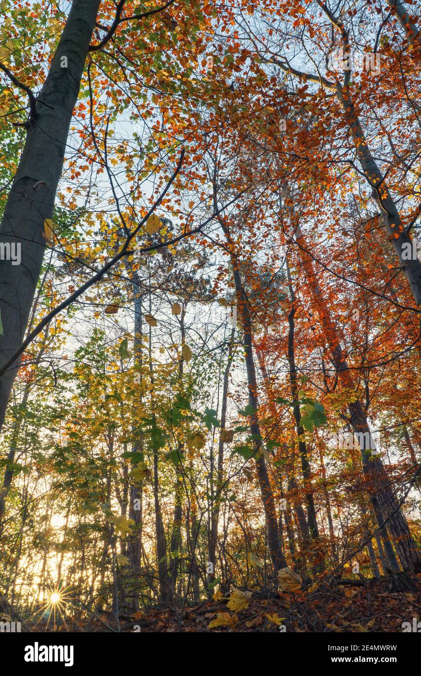 Une forêt ensoleillée le matin de décembre dans un automne atmosphère Banque D'Images