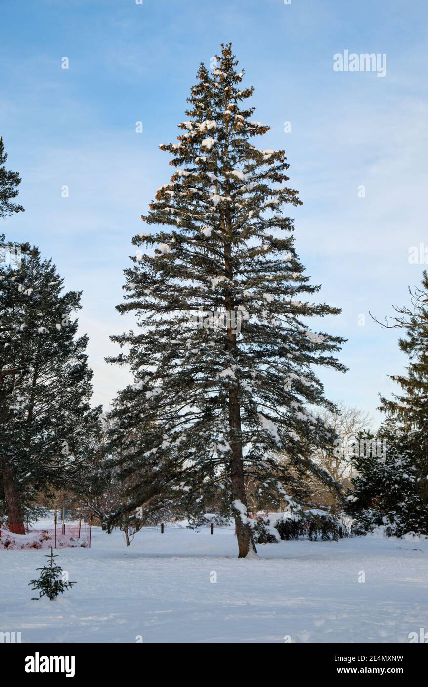 Une épinette bleue du Colorado, Piceu pungens glauca, recouverte de neige par une belle journée d'hiver Banque D'Images
