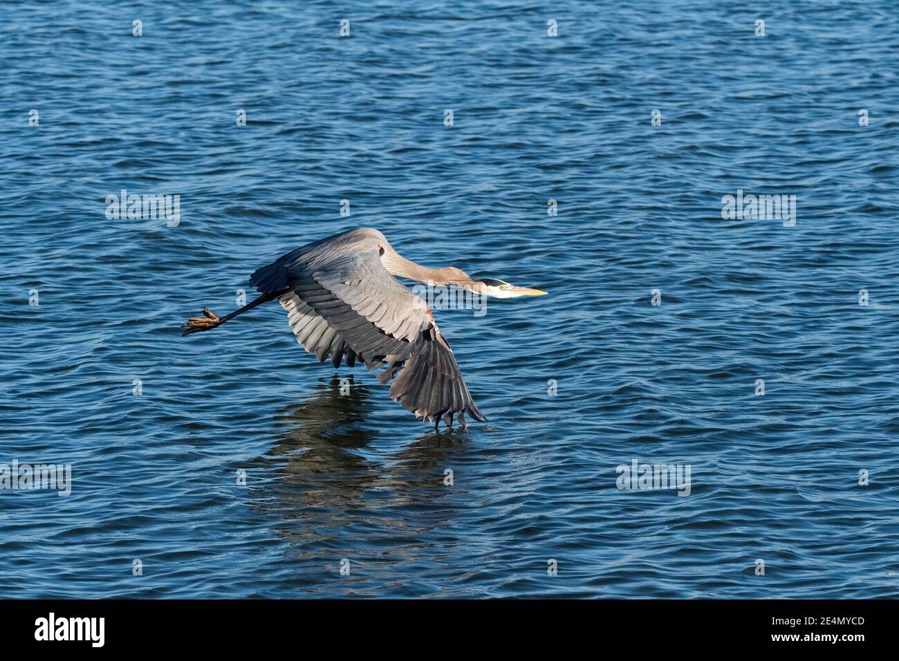 Un grand héron bleu avec les bouts de ses longues ailes puissantes touchant juste l'eau d'un lac comme il vole gracieusement sur un matin ensoleillé. Banque D'Images