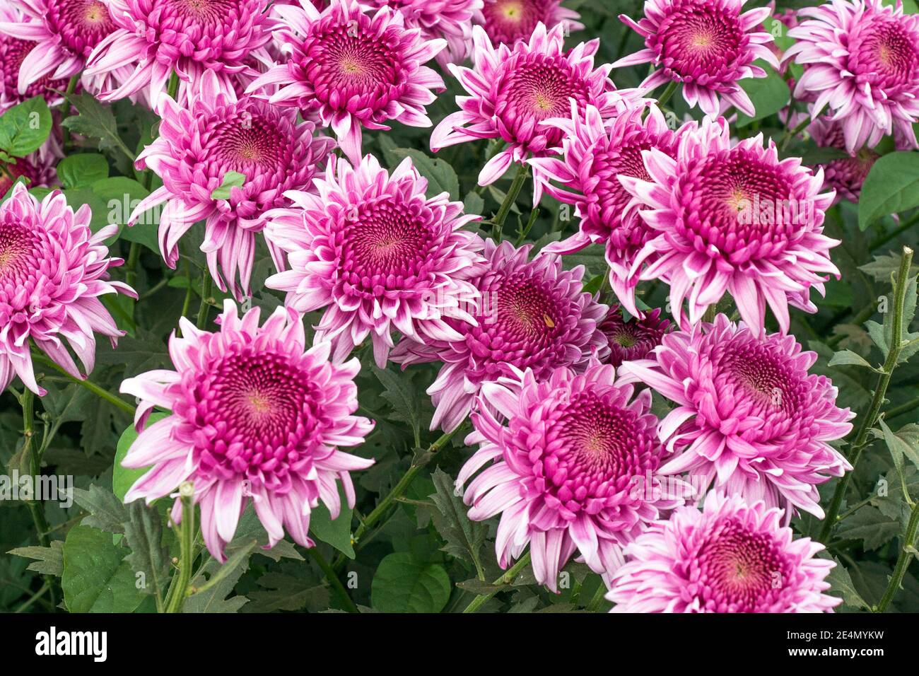 image de fleurs de chrysanthème colorées à la campagne du bengale-occidental Banque D'Images
