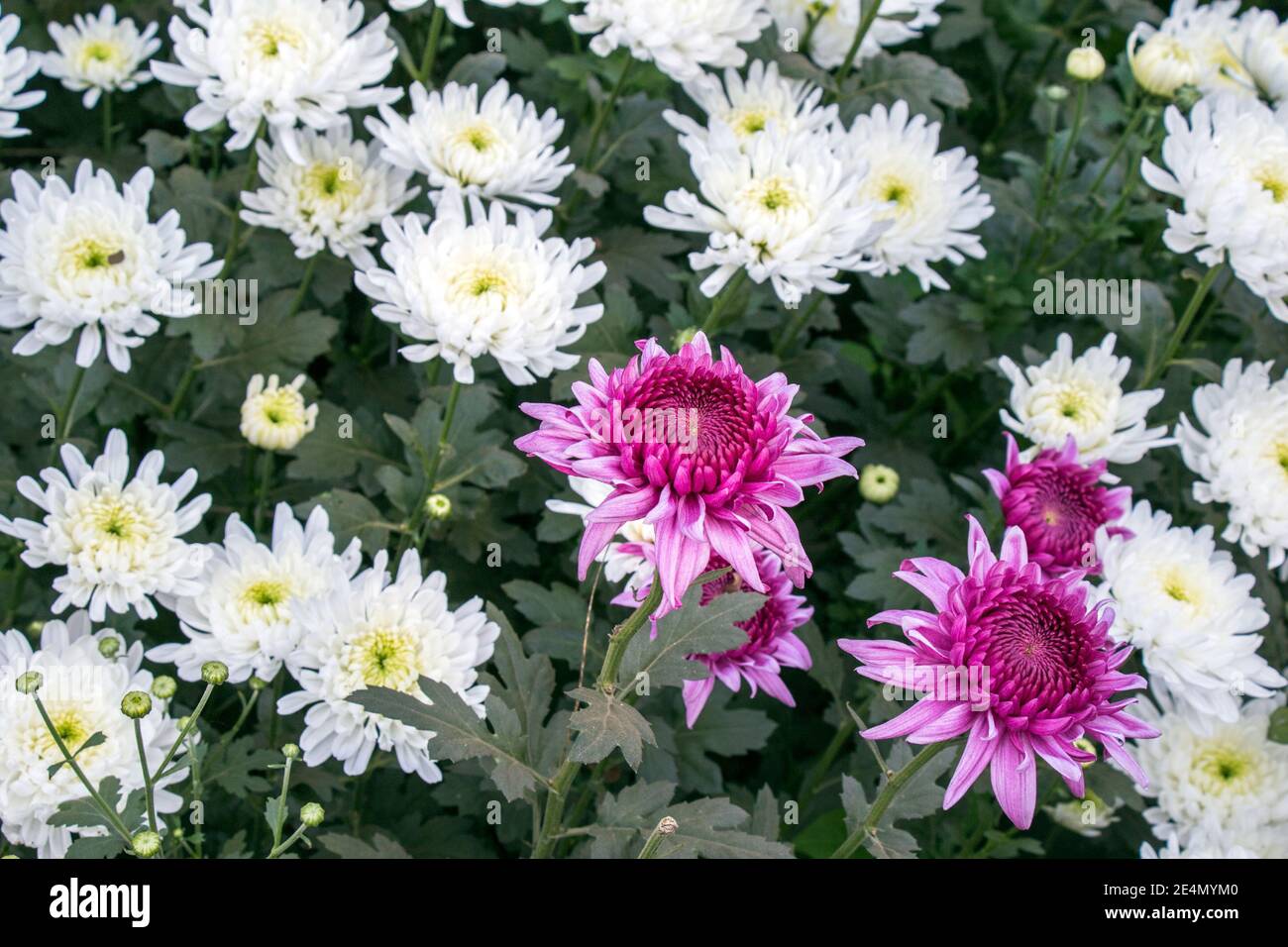 image de fleurs de chrysanthème colorées à la campagne du bengale-occidental Banque D'Images