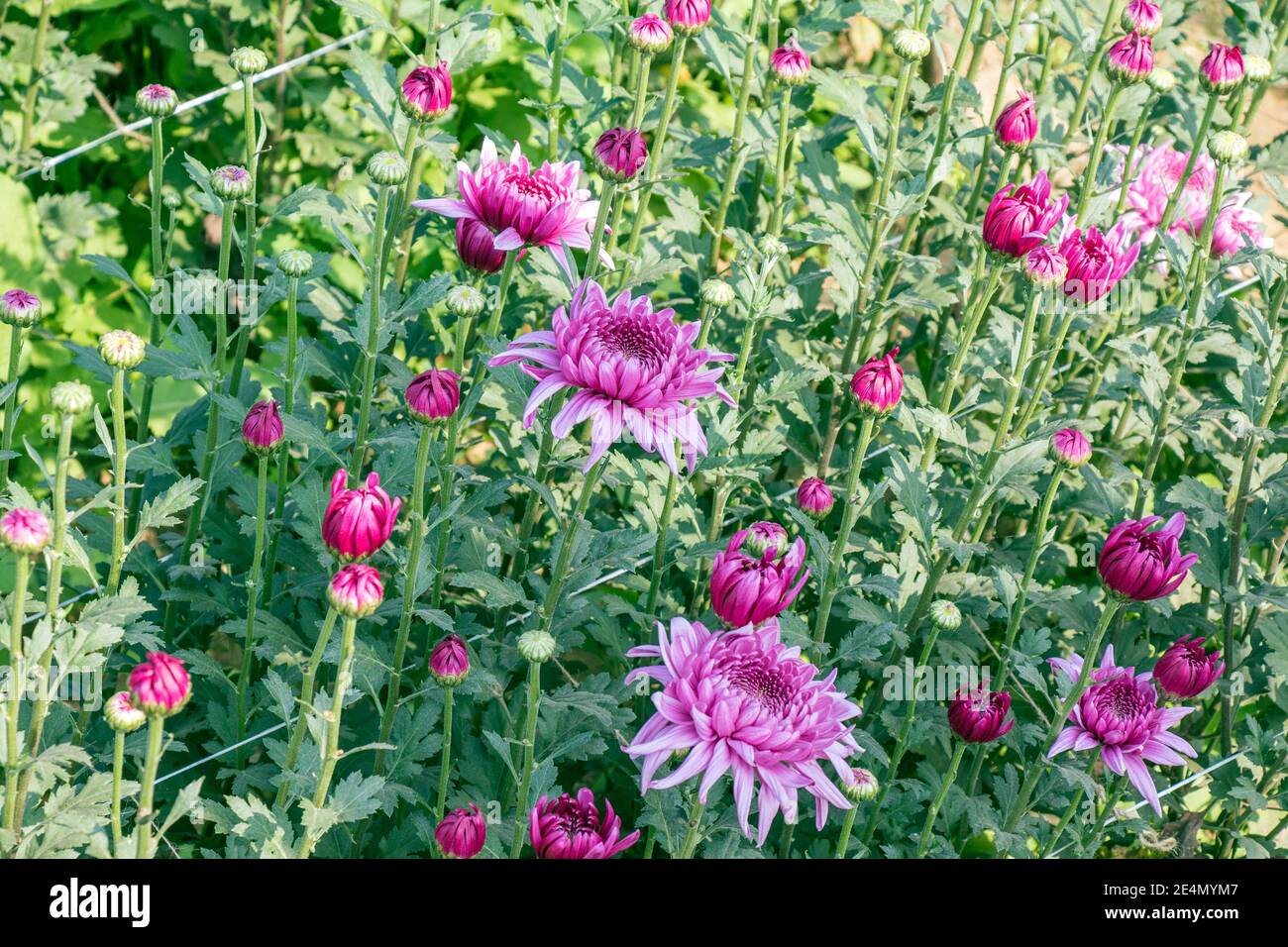 image de fleurs de chrysanthème colorées à la campagne du bengale-occidental Banque D'Images