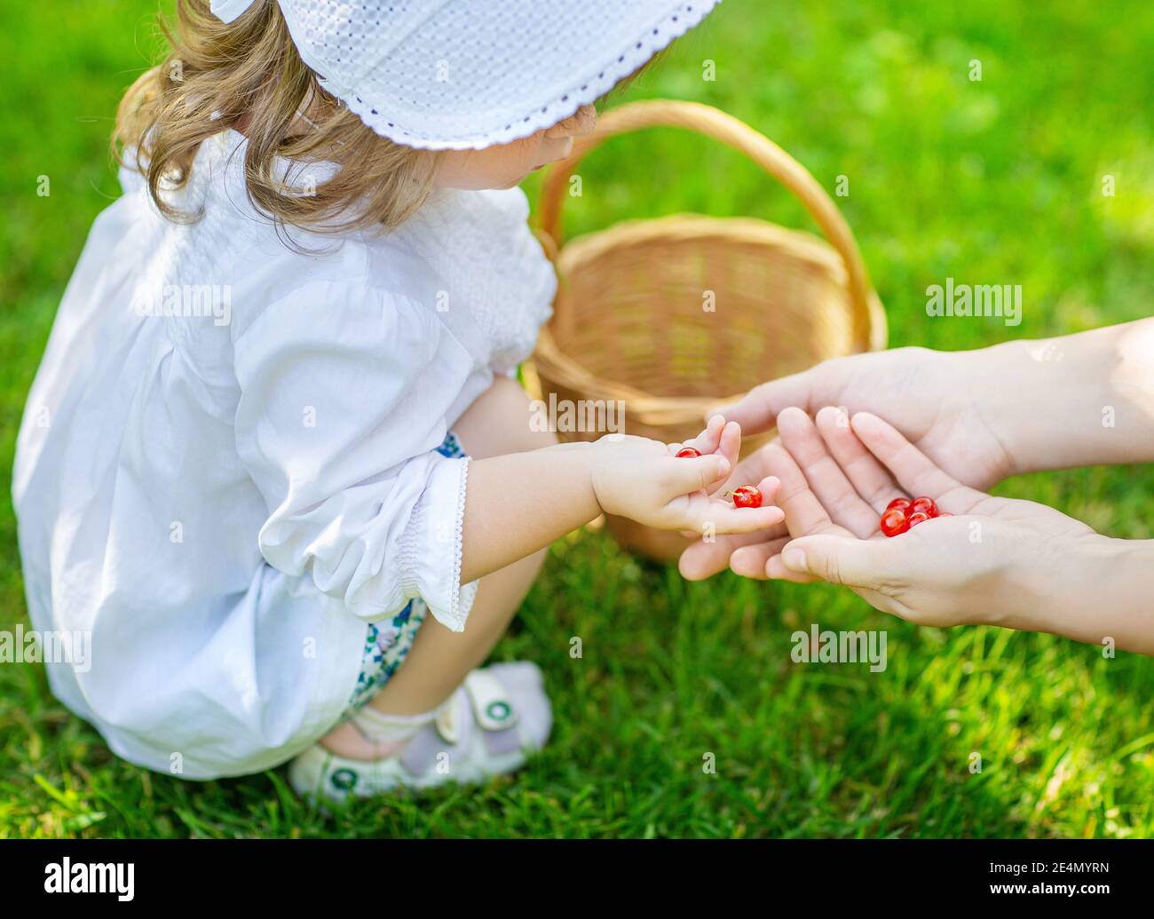 une fille dans un chemisier blanc avec un panier se rassemble baies de cassis d'une branche avec sa mère Banque D'Images