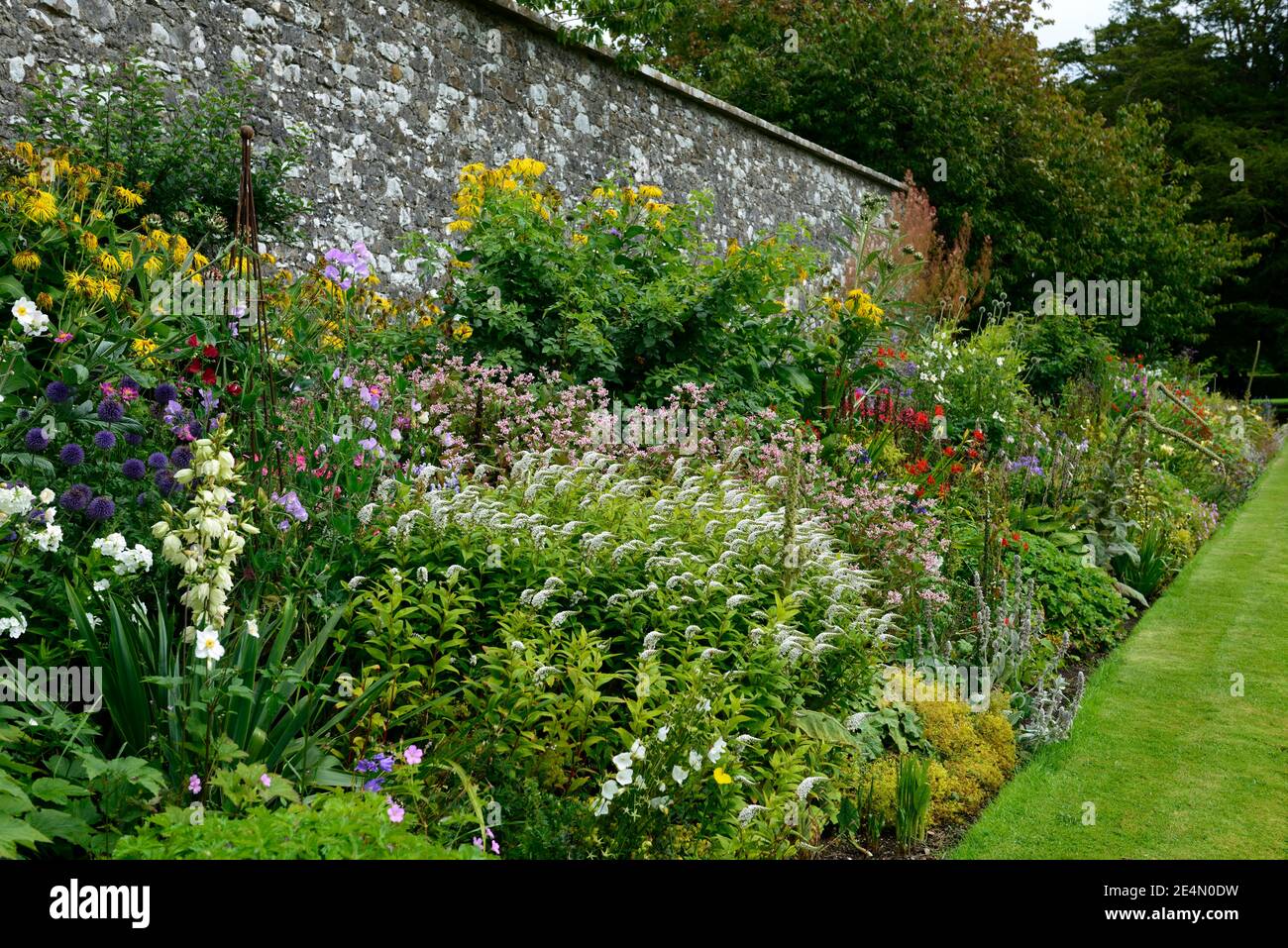 Jardin clos,bordure herbacée,programme mixte de plantation,Lysimachia cléthroides,stachys,phlox,crocosmia,echinops,daylily,hosta,géranium,acanthus,RM Flora Banque D'Images