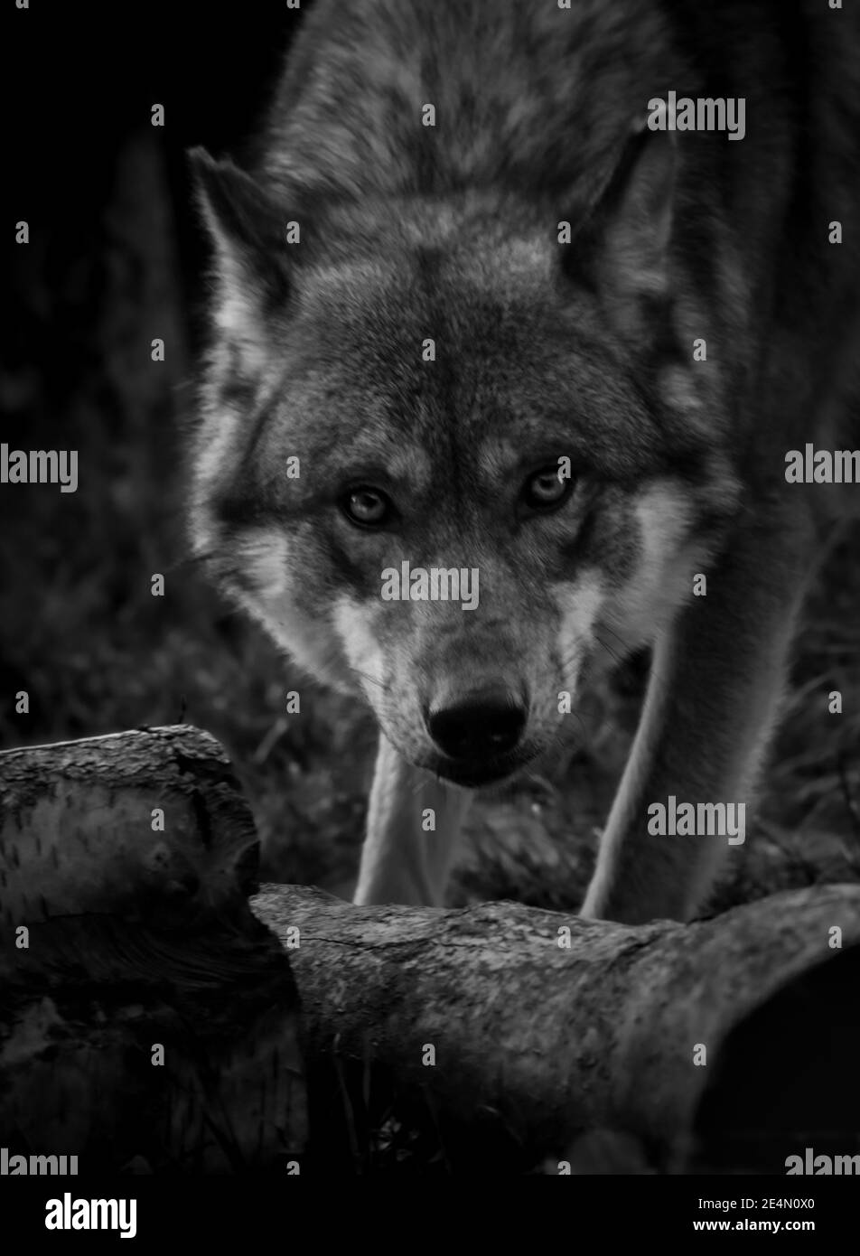 loup gris regardant la caméra Banque D'Images