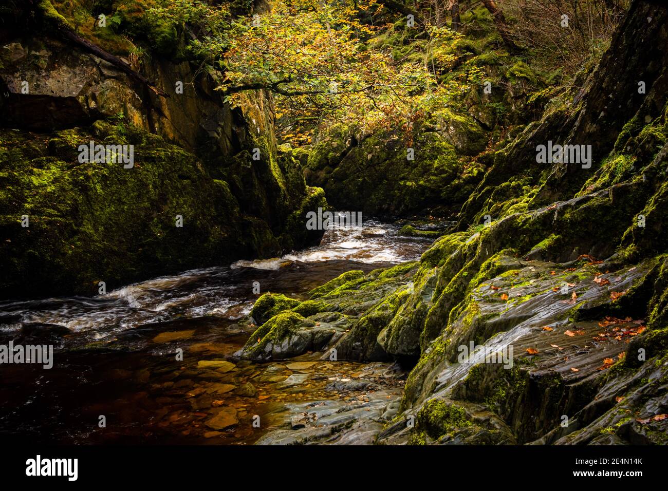 rivière doe Banque D'Images