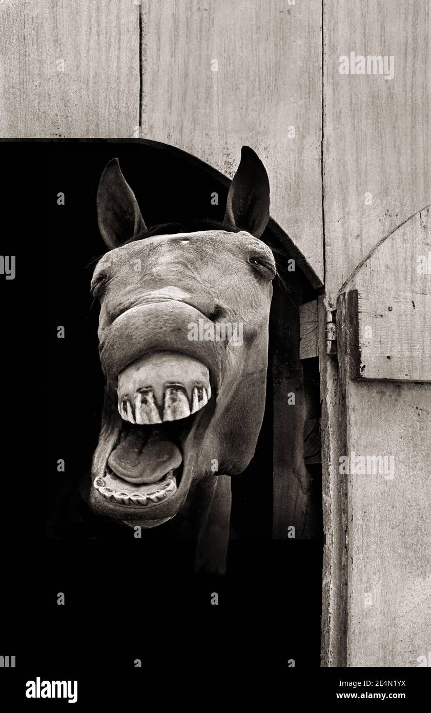 Un cheval semble rire dans cette photo vintage noir et blanc légèrement sépia d'un cheval dans une grange. Banque D'Images