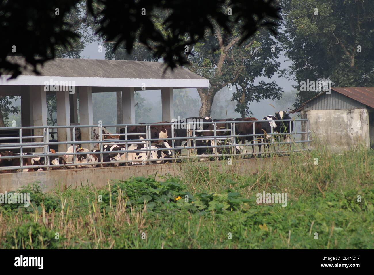 Une ferme laitière avec photo de vache à Dhaka, au Bangladesh. Banque D'Images