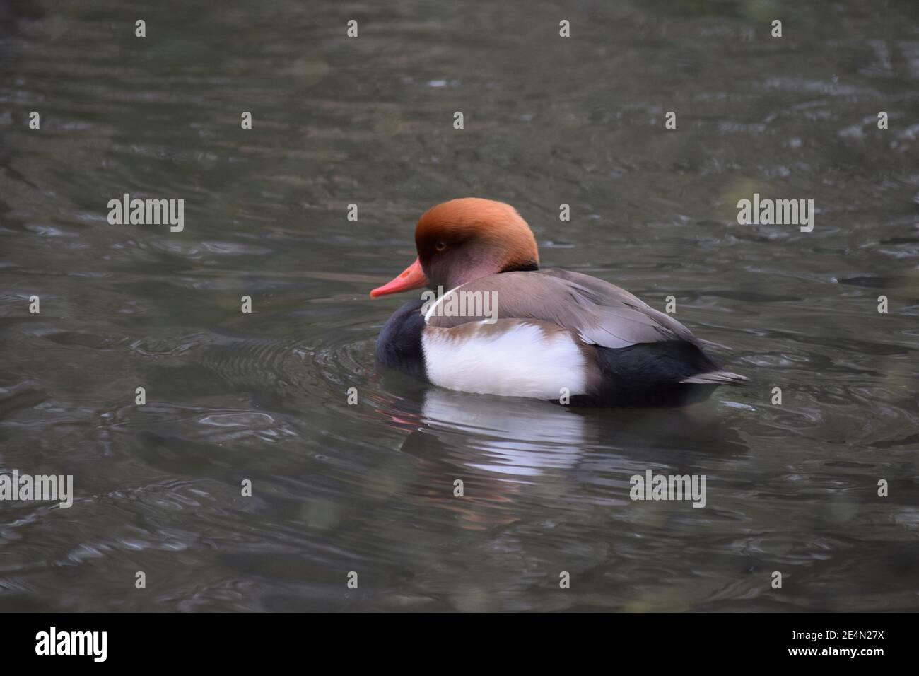 Canard rouge à crête avec sa tête légèrement rétractée Banque D'Images